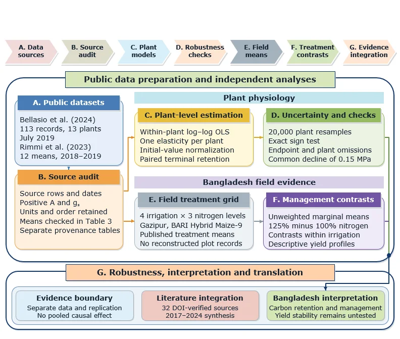Engineering C4 Photosynthesis for Heat- and Water-Limited Yield Stability: Multi-Omics, Dynamic Light, and Field Validation